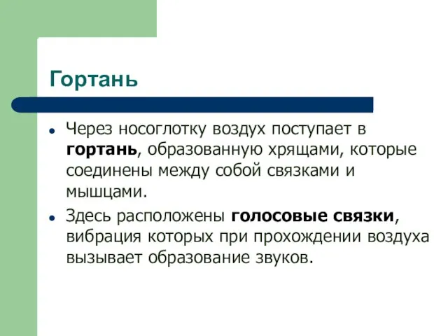 Гортань Через носоглотку воздух поступает в гортань, образованную хрящами, которые соединены