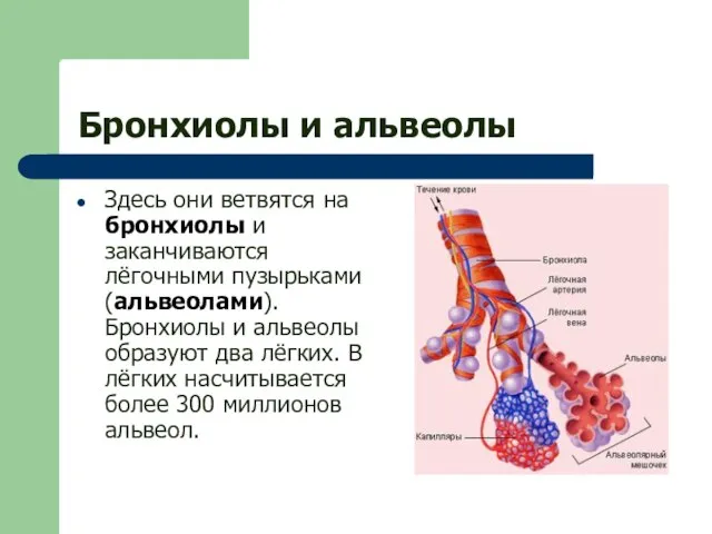 Бронхиолы и альвеолы Здесь они ветвятся на бронхиолы и заканчиваются лёгочными