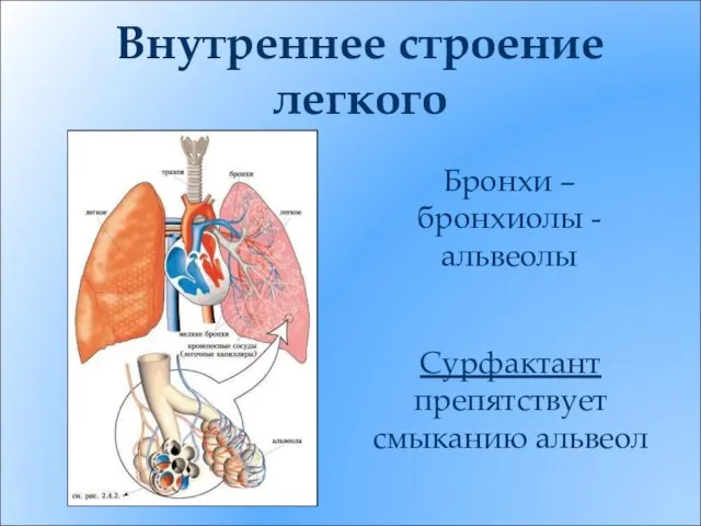 Внутреннее строение легкого Бронхи – бронхиолы - альвеолы Сурфактант препятствует смыканию альвеол