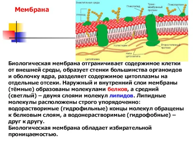 Биологическая мембрана отграничивает содержимое клетки от внешней среды, образует стенки большинства