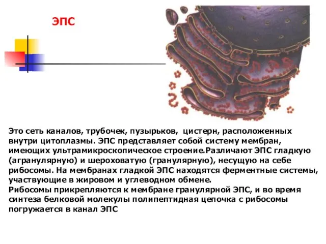 Это сеть каналов, трубочек, пузырьков, цистерн, расположенных внутри цитоплазмы. ЭПС представляет