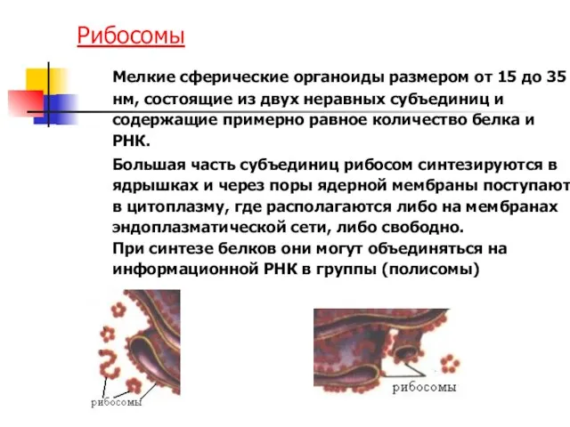 Рибосомы Мелкие сферические органоиды размером от 15 до 35 нм, состоящие