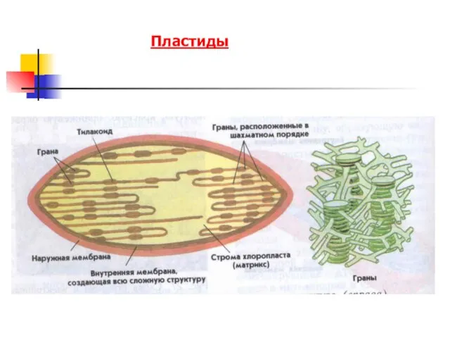 Пластиды