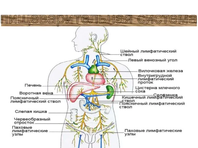 пищеварительная система