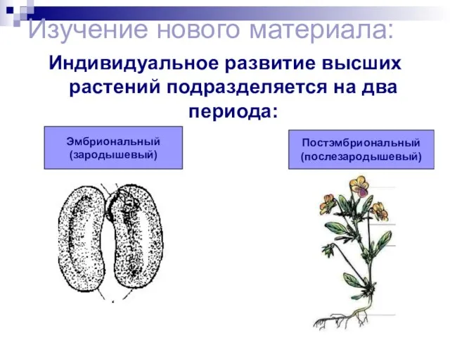 Изучение нового материала: Индивидуальное развитие высших растений подразделяется на два периода: Эмбриональный (зародышевый) Постэмбриональный (послезародышевый)