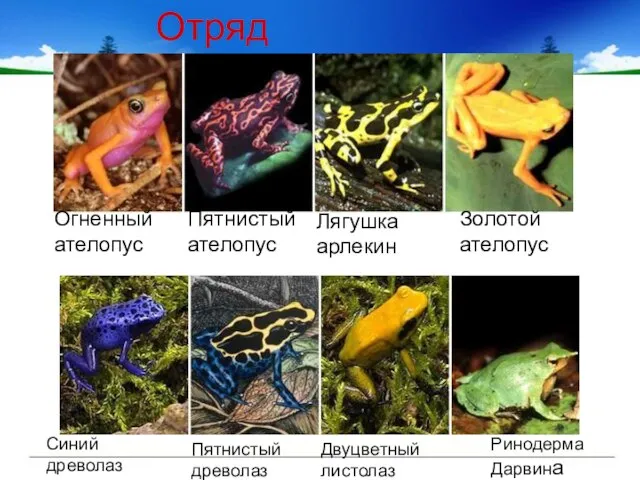 Отряд Бесхвостые Огненный ателопус Пятнистый ателопус Лягушка арлекин Золотой ателопус Синий