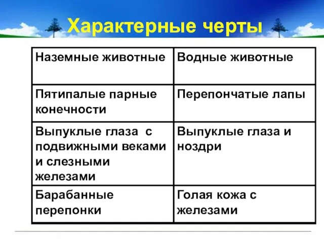 Характерные черты Голая кожа с железами Барабанные перепонки Выпуклые глаза и