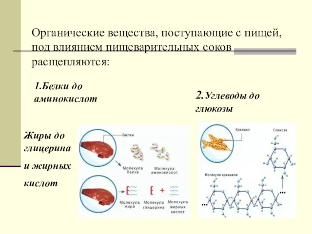 Органические вещества, поступающие с пищей, под влиянием пищеварительных соков расщепляются: 1.Белки