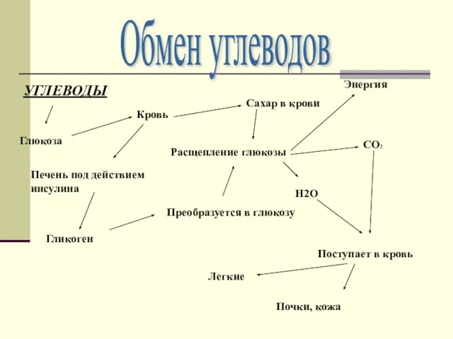 Обмен углеводов