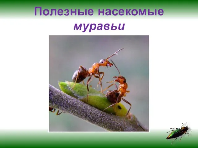 Полезные насекомые муравьи