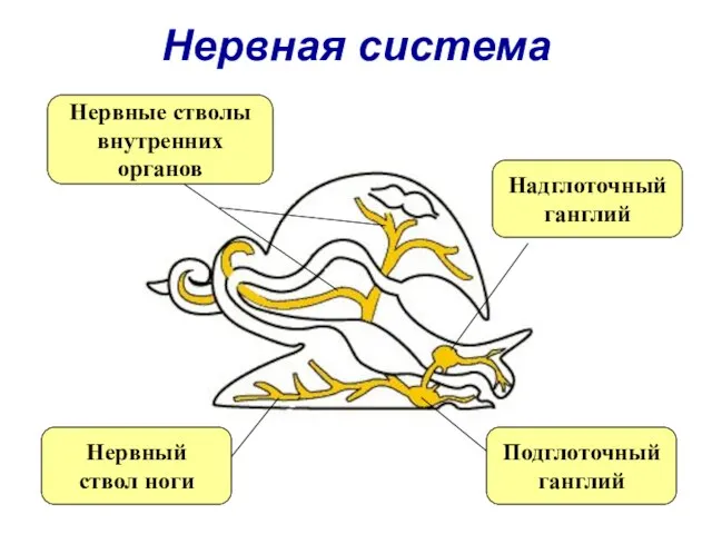 Нервная система Надглоточный ганглий Подглоточный ганглий Нервный ствол ноги Нервные стволы внутренних органов