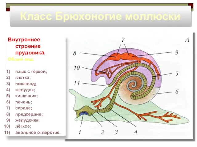 Класс Брюхоногие моллюски Внутреннее строение прудовика. Общий вид: язык с тёркой;