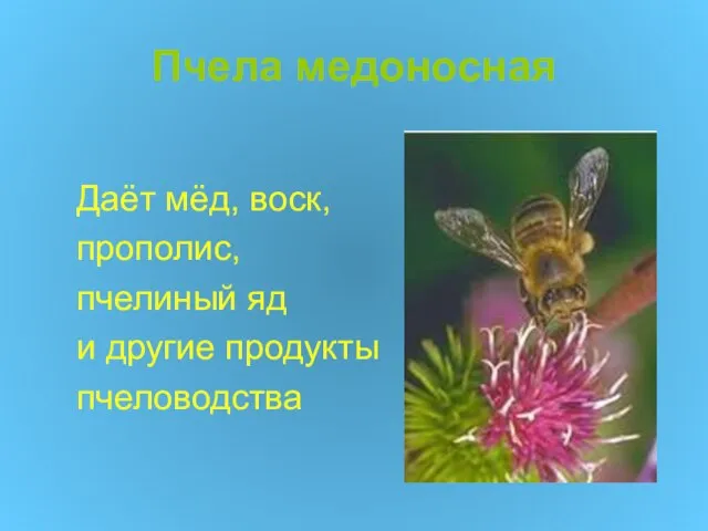 Пчела медоносная Даёт мёд, воск, прополис, пчелиный яд и другие продукты пчеловодства