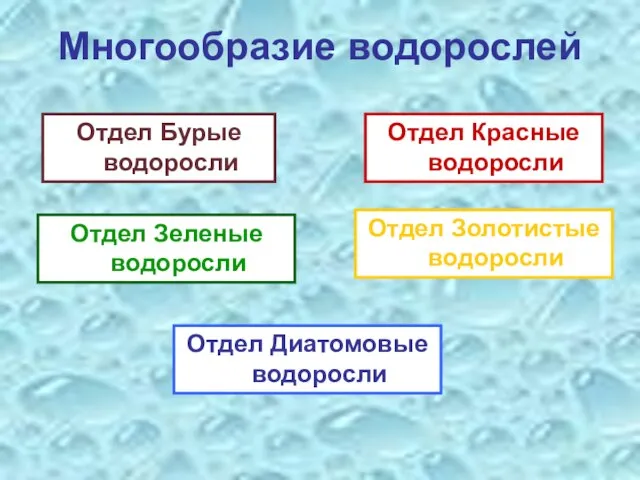 Многообразие водорослей Отдел Бурые водоросли Отдел Красные водоросли Отдел Золотистые водоросли