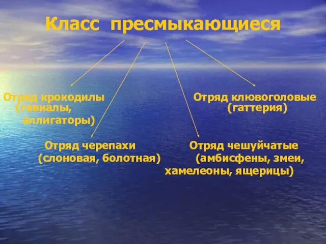 Класс пресмыкающиеся Отряд крокодилы Отряд клювоголовые (гавиалы, (гаттерия) аллигаторы) Отряд черепахи