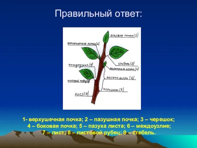 Правильный ответ: 1- верхушечная почка; 2 – пазушная почка; 3 –