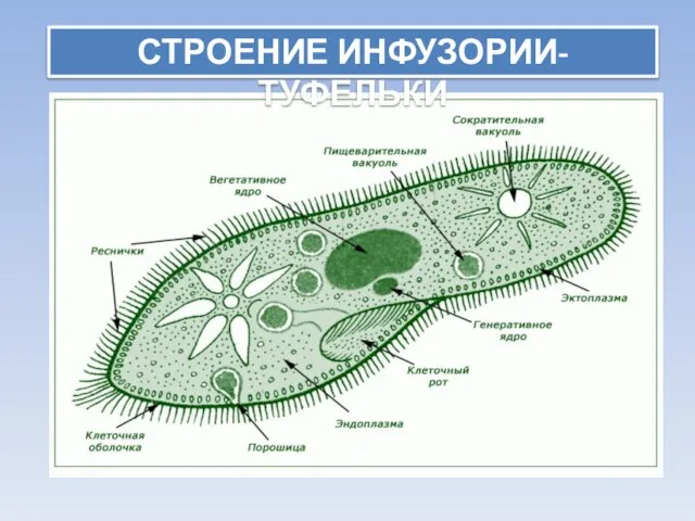 СТРОЕНИЕ ИНФУЗОРИИ-ТУФЕЛЬКИ