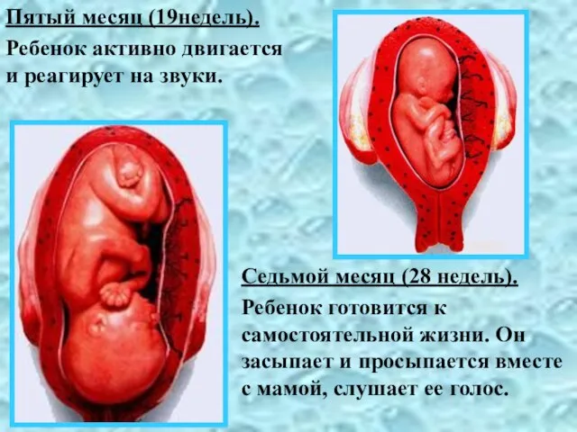 Пятый месяц (19недель). Ребенок активно двигается и реагирует на звуки. Седьмой