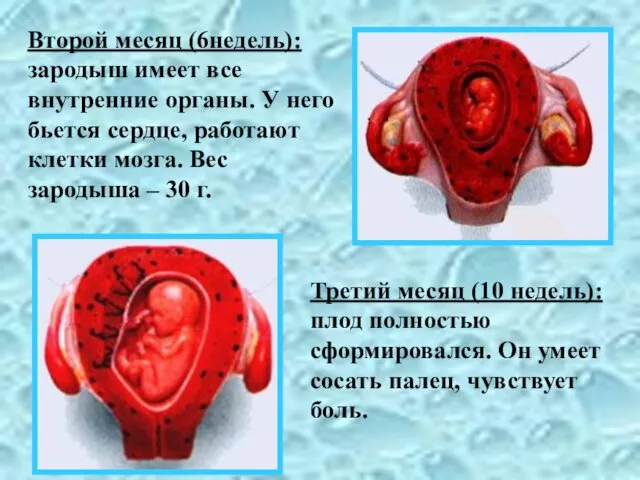 Второй месяц (6недель): зародыш имеет все внутренние органы. У него бьется