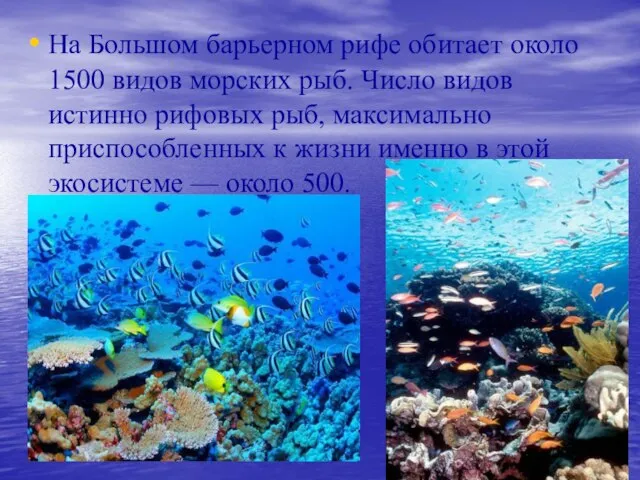 На Большом барьерном рифе обитает около 1500 видов морских рыб. Число