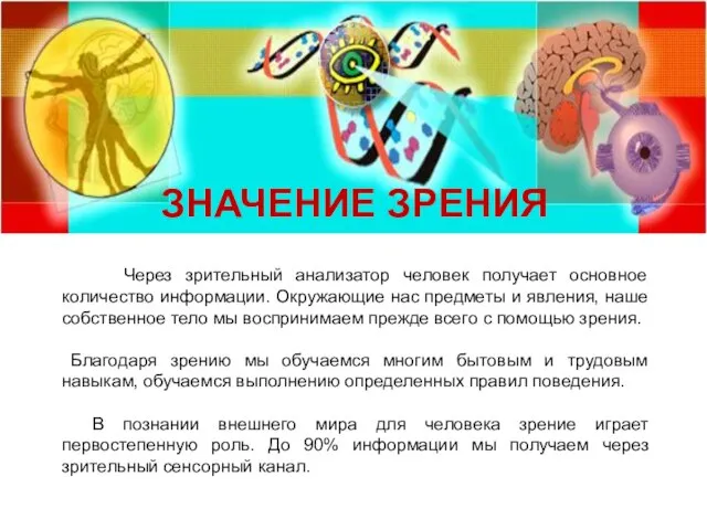 Через зрительный анализатор человек получает основное количество информации. Окружающие нас предметы