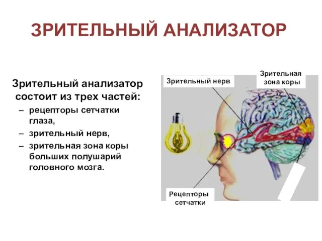 Зрительный анализатор состоит из трех частей: рецепторы сетчатки глаза, зрительный нерв,