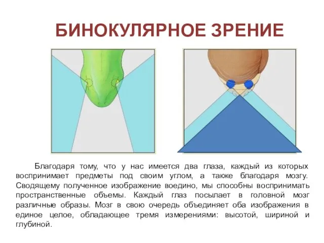 Бинокулярное зрение Благодаря тому, что у нас имеется два глаза, каждый