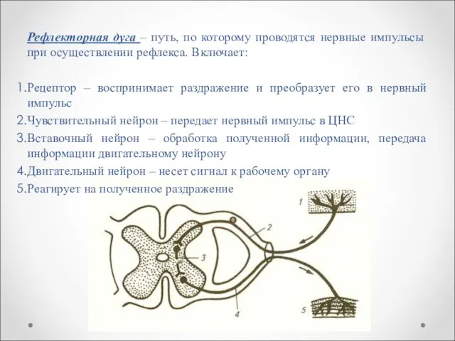 Рефлекторная дуга – путь, по которому проводятся нервные импульсы при осуществлении