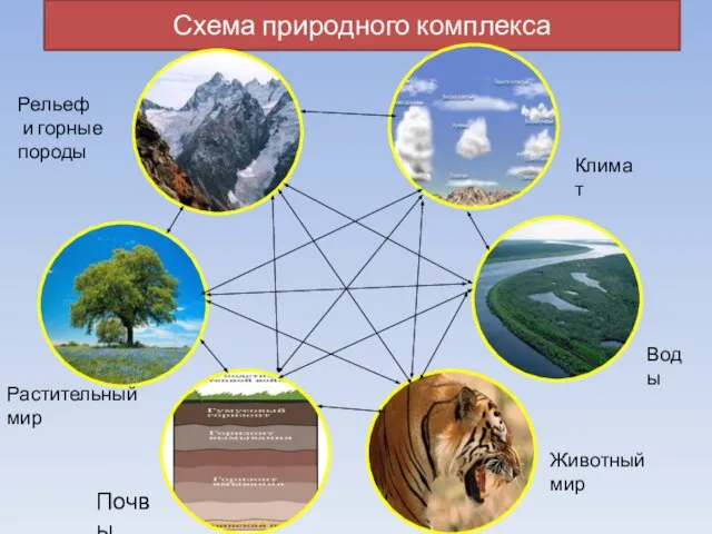 Схема природного комплекса Климат Воды Животный мир Почвы Растительный мир Рельеф и горные породы