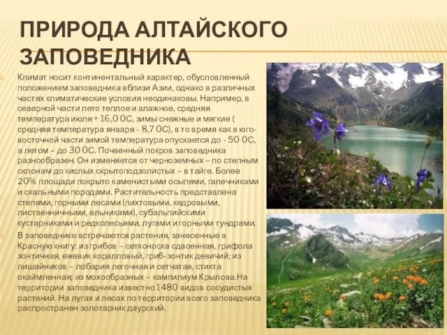 Природа Алтайского заповедника Климат носит континентальный характер, обусловленный положением заповедника вблизи