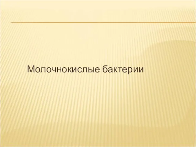 Молочнокислые бактерии