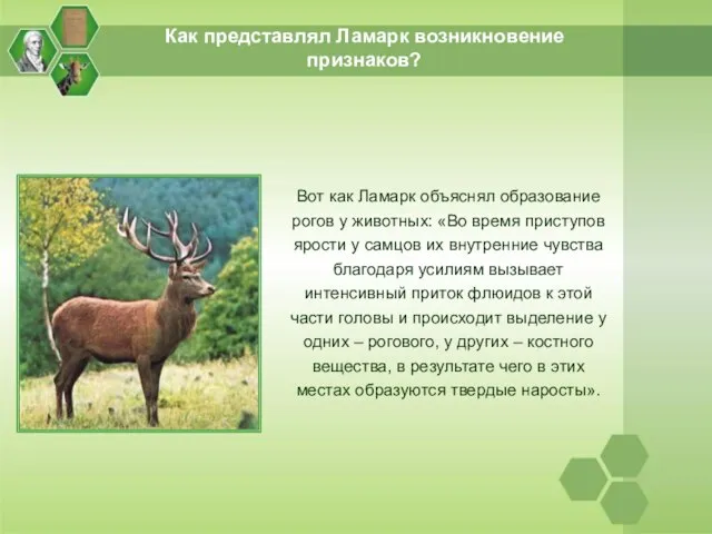 Как представлял Ламарк возникновение признаков? Вот как Ламарк объяснял образование рогов