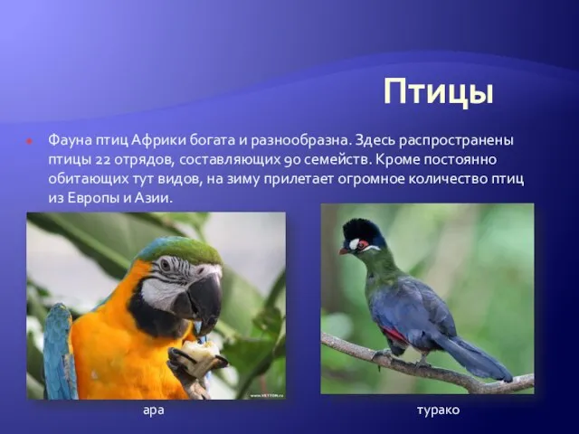Птицы турако Фауна птиц Африки богата и разнообразна. Здесь распространены птицы