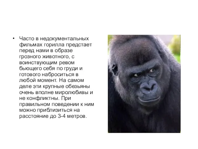 Часто в недокументальных фильмах горилла предстает перед нами в образе грозного