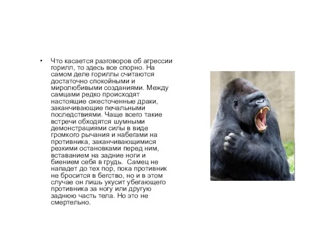 Что касается разговоров об агрессии горилл, то здесь все спорно. На