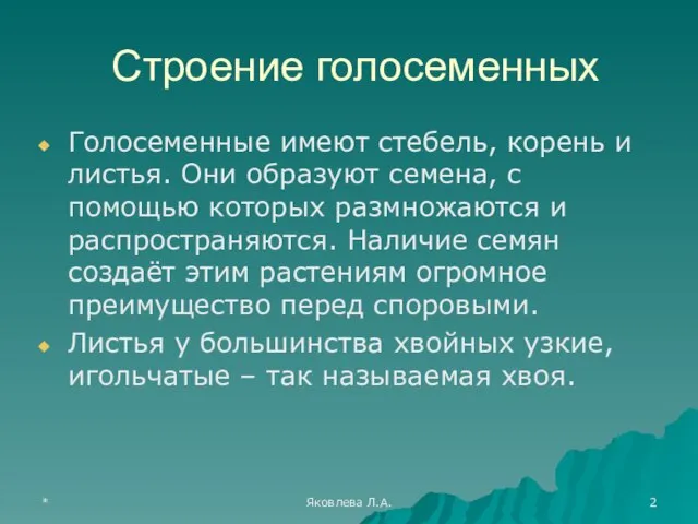 * Яковлева Л.А. Строение голосеменных Голосеменные имеют стебель, корень и листья.