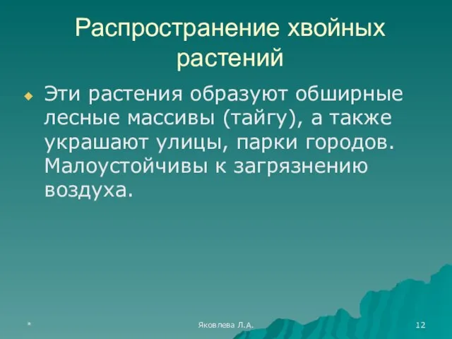 * Яковлева Л.А. Распространение хвойных растений Эти растения образуют обширные лесные