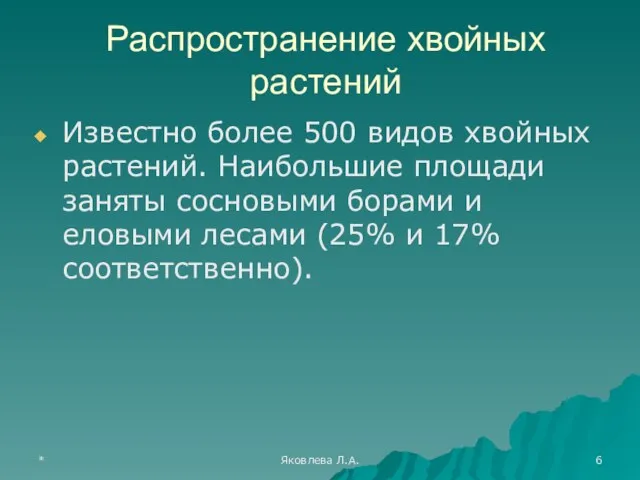 * Яковлева Л.А. Распространение хвойных растений Известно более 500 видов хвойных