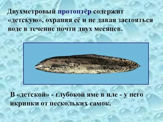 Двухметровый протоптёр содержит «детскую», охраняя её и не давая застояться воде