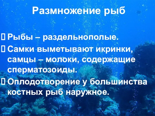 Размножение рыб Рыбы – раздельнополые. Самки выметывают икринки, самцы – молоки,