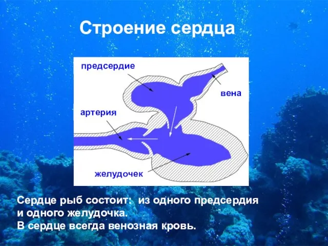 Строение сердца Сердце рыб состоит: из одного предсердия и одного желудочка. В сердце всегда венозная кровь.