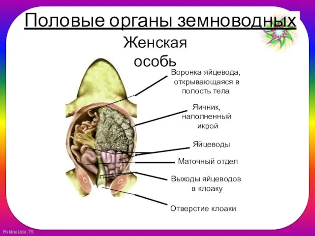 Женская особь Воронка яйцевода, открывающаяся в полость тела Яичник, наполненный икрой