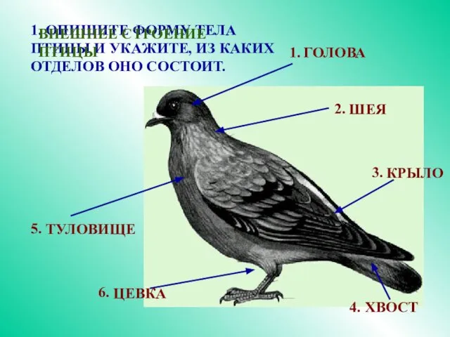 1. ОПИШИТЕ ФОРМУ ТЕЛА ПТИЦЫ И УКАЖИТЕ, ИЗ КАКИХ ОТДЕЛОВ ОНО