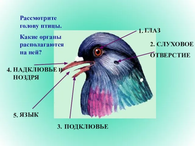 Рассмотрите голову птицы. Какие органы располагаются на ней? 1. 2. 3.