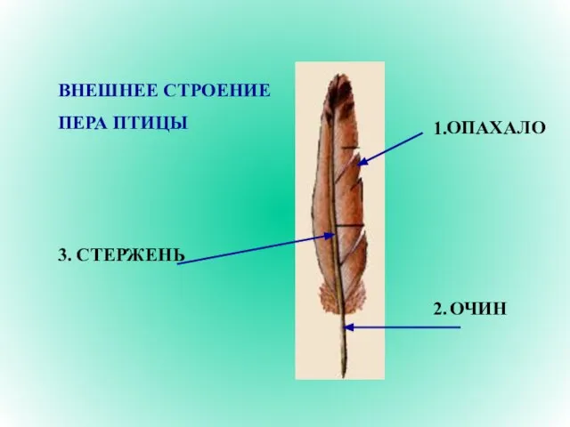 ВНЕШНЕЕ СТРОЕНИЕ ПЕРА ПТИЦЫ 1. 2. 3. ОПАХАЛО ОЧИН СТЕРЖЕНЬ