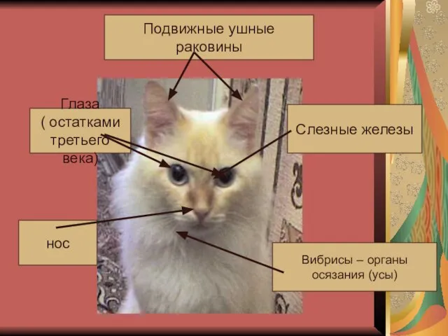 Подвижные ушные раковины Глаза ( остатками третьего века) Слезные железы Вибрисы – органы осязания (усы) нос