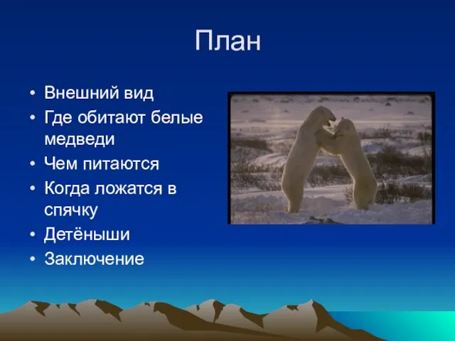 План Внешний вид Где обитают белые медведи Чем питаются Когда ложатся в спячку Детёныши Заключение