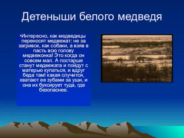 Детеныши белого медведя В берлогах (в январе-феврале) медведицы рожают: молодые —