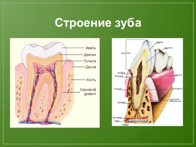 Строение зуба