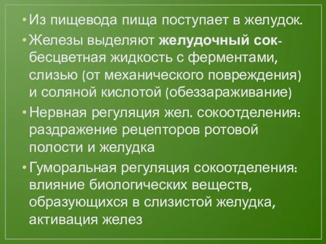 Из пищевода пища поступает в желудок. Железы выделяют желудочный сок- бесцветная